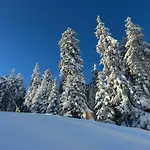 Snowline Flora *