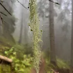 Apartmán Snowline Flora Borovec