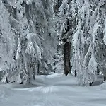 Snowline Flora *