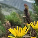 Snowline Flora