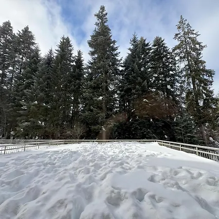 Snowline Flora *