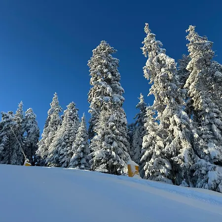 Snowline Flora *