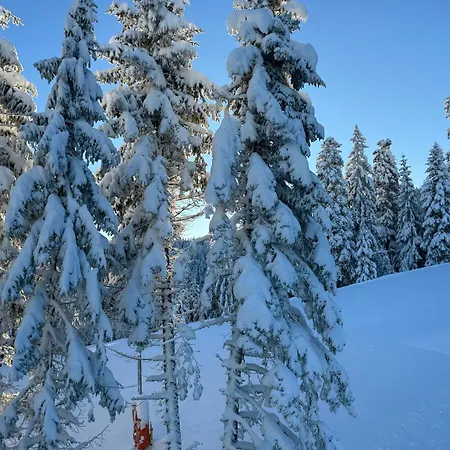 Snowline Flora Daire Borovets