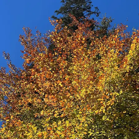 Snowline Flora *