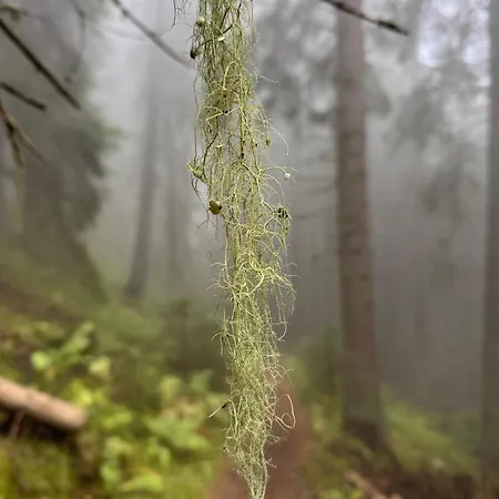아파트 Snowline Flora 보로베츠