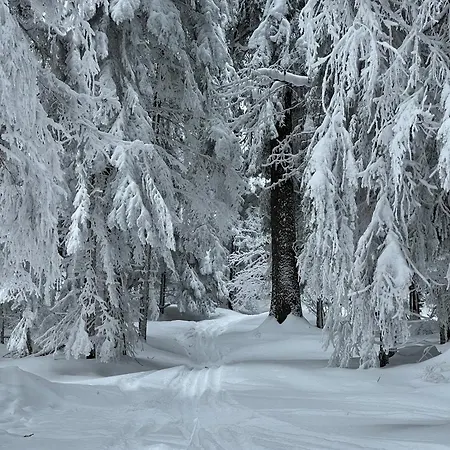 Snowline Flora *