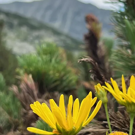 Snowline Flora