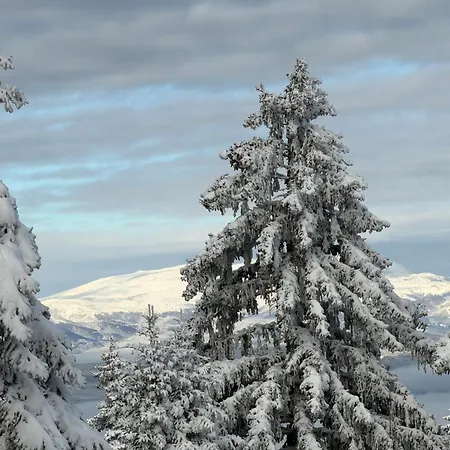 Snowline Flora Borovets