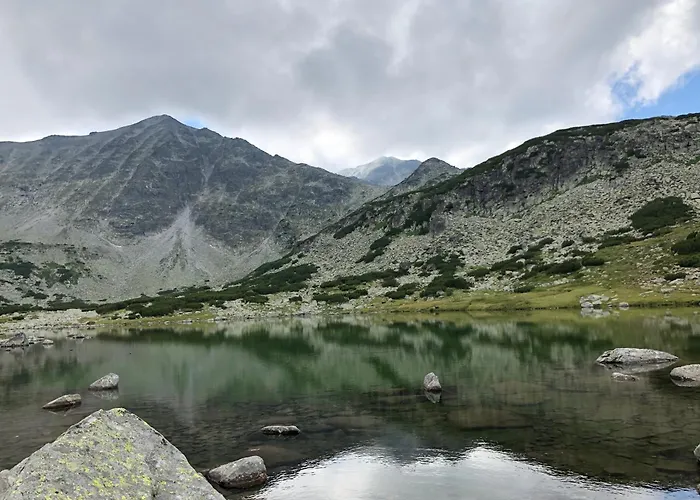 Snowline Flora Daire *