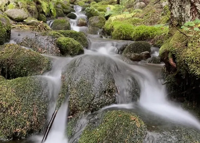 Snowline Flora Apartament *