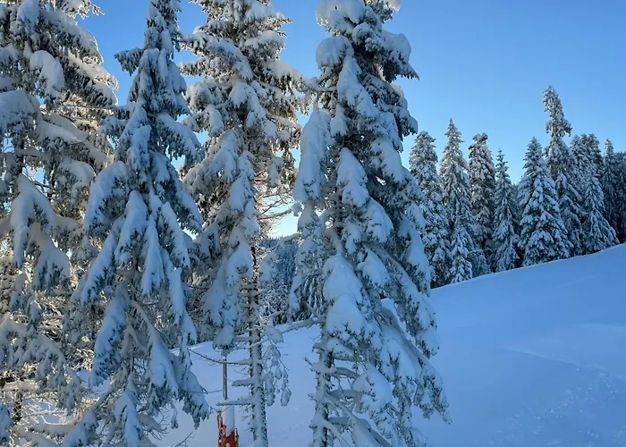 Snowline Flora Daire Borovets