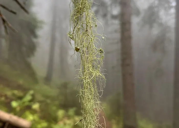 Apartament Snowline Flora Borowec