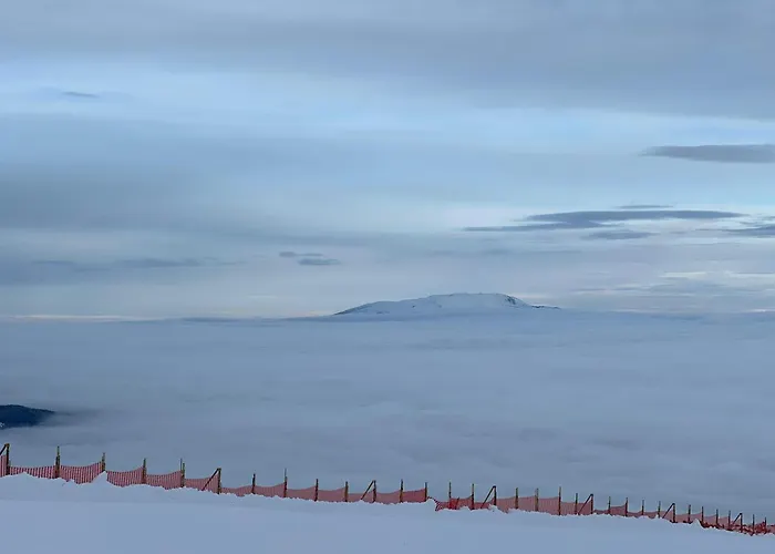 Snowline Flora Daire