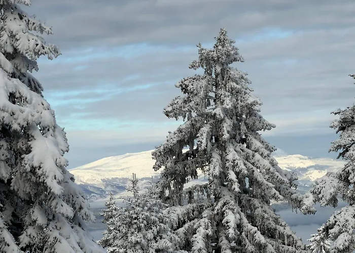 Snowline Flora Borovets