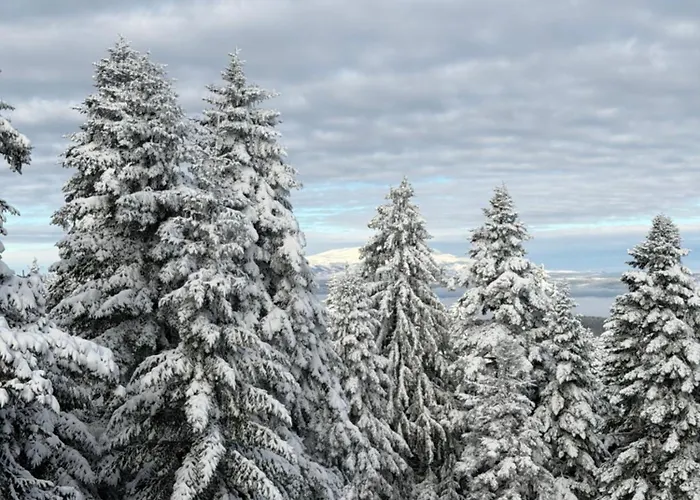 Snowline Flora Apartament